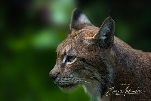 Luchs