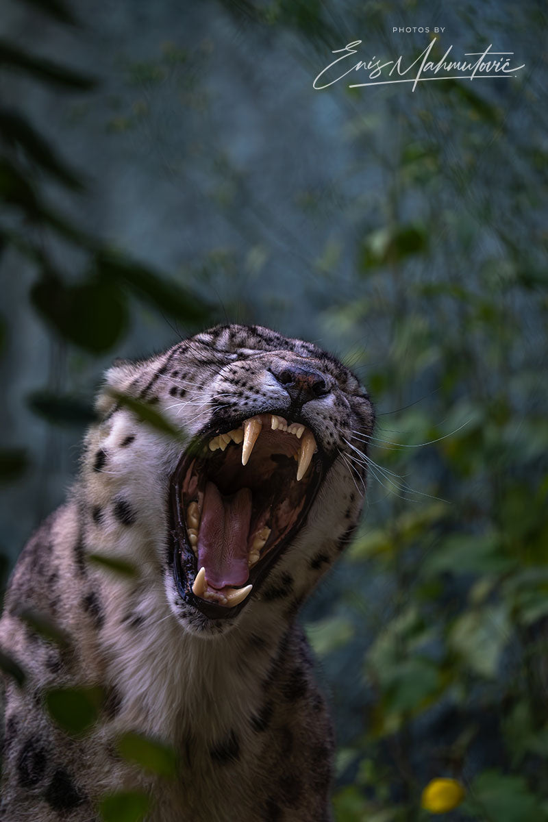 Snowleopard