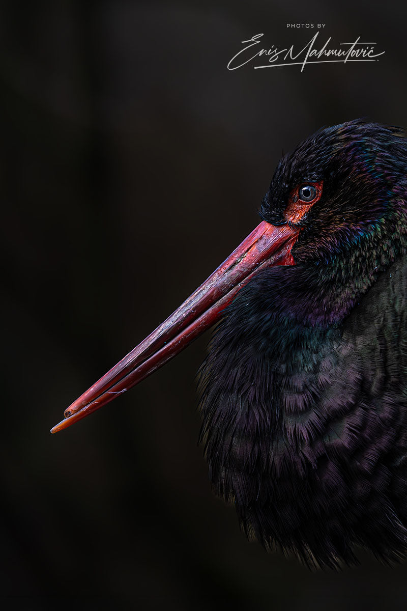Waldrapp