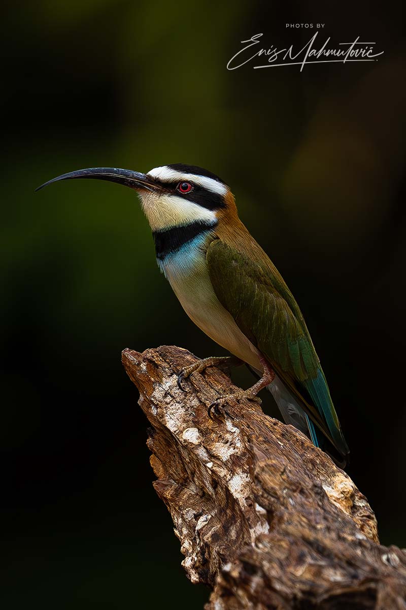 Beeeater