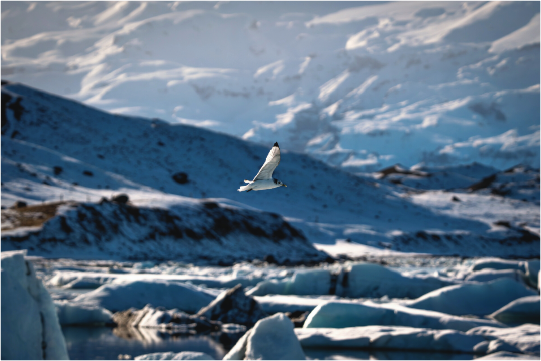Main image Vogel über Jökulsárlón