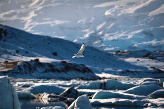Main image Vogel über Jökulsárlón