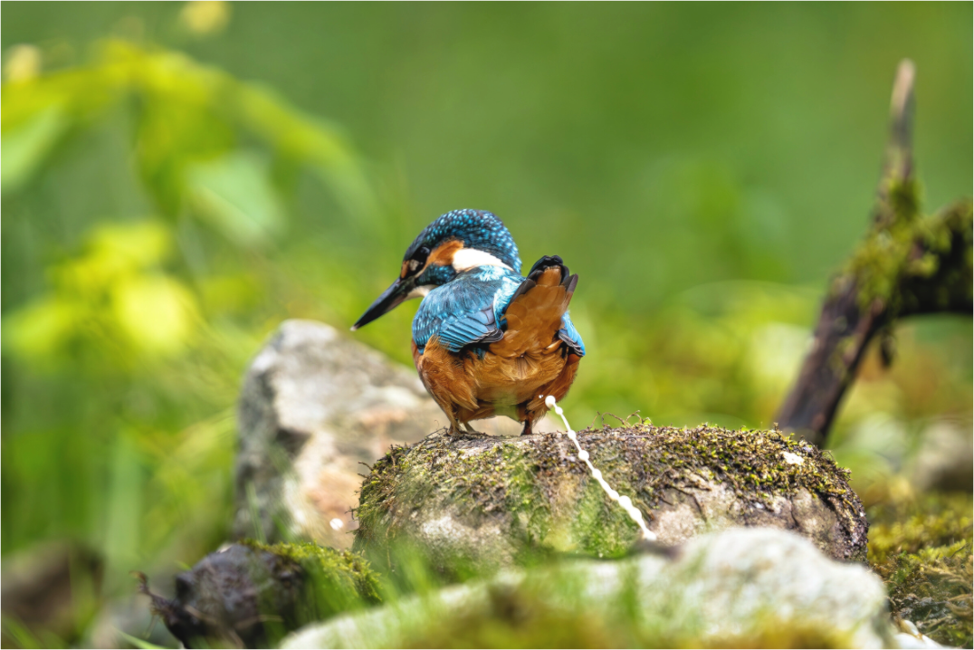 Main image Sh*t, a Kingfisher