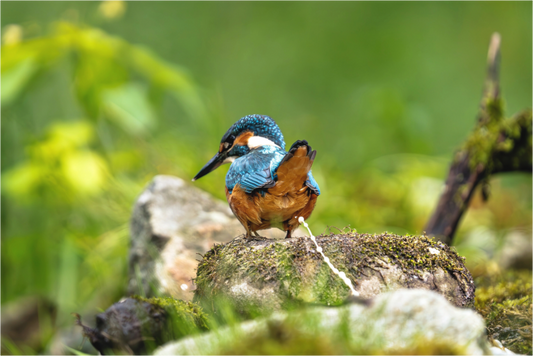 Main image Sh*t, a Kingfisher