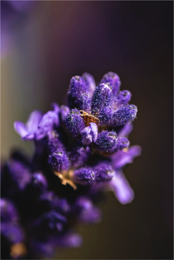 Main image Lavendel im Detail“