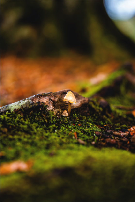Main image Pilz im Moos