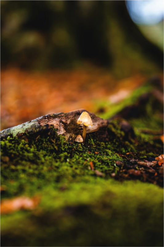 Main image Pilz im Moos