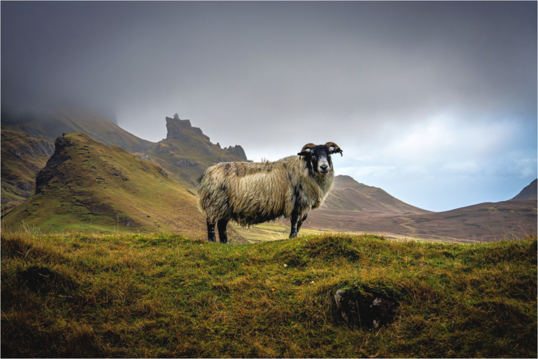 Main image Schottisches Hochlandschaf“