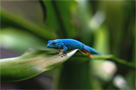 Main image Blaues Juwel im Verborgenen