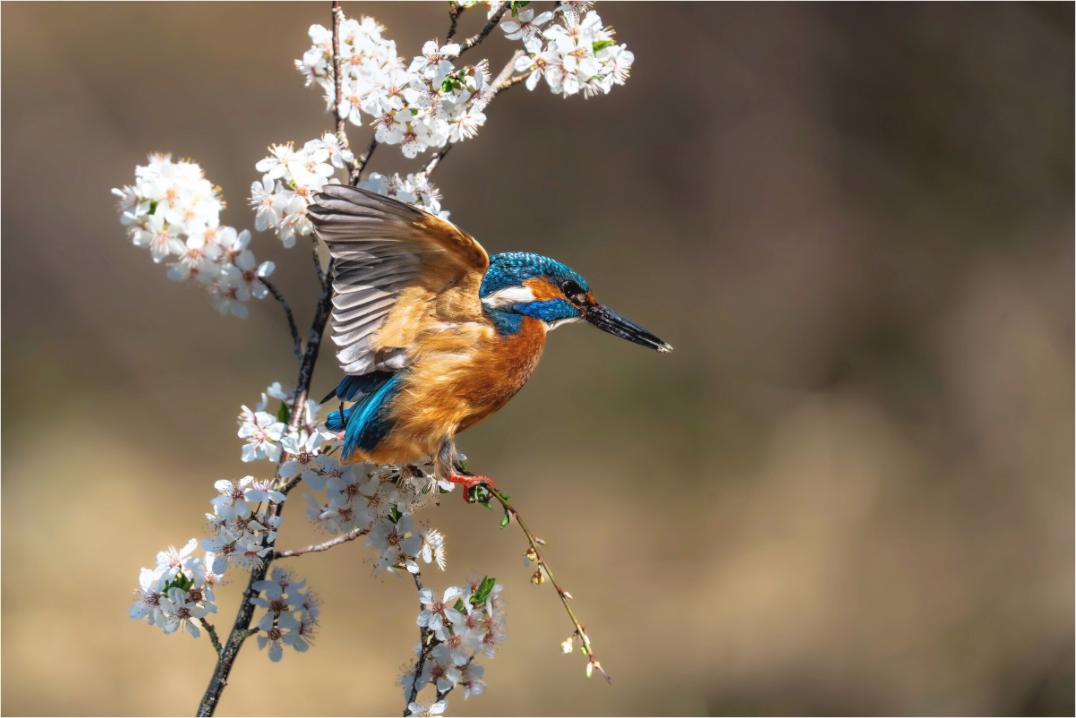 Main image Frühlingsflug des Eisvogels