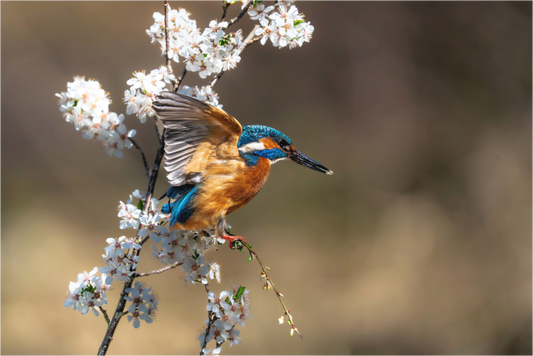 Main image Frühlingsflug des Eisvogels