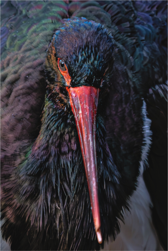 Main image Blick des Schwarzstorches