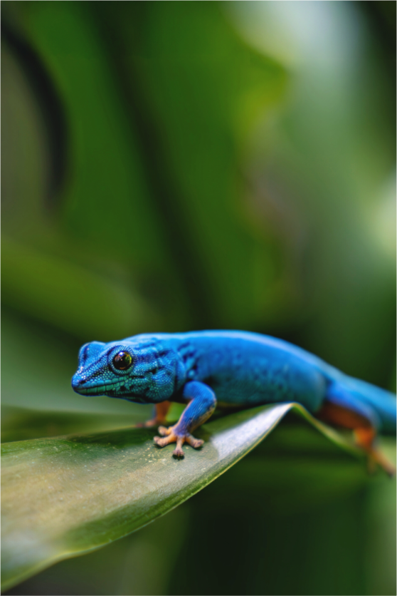 Main image Blauer Glanz