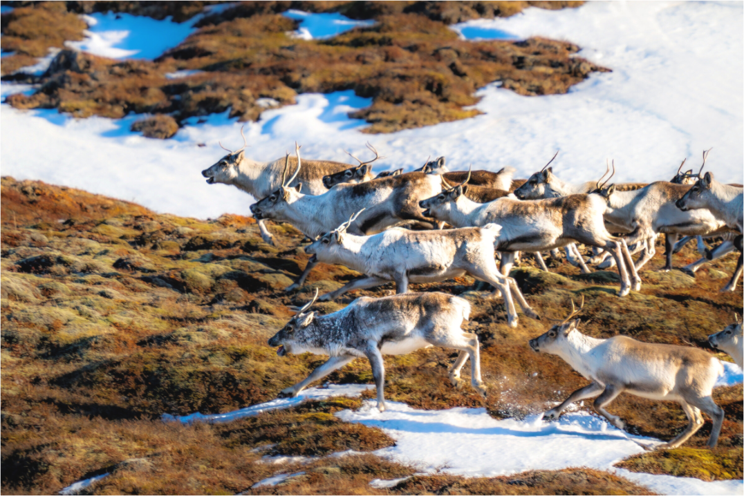 Main image Bewegung – Island