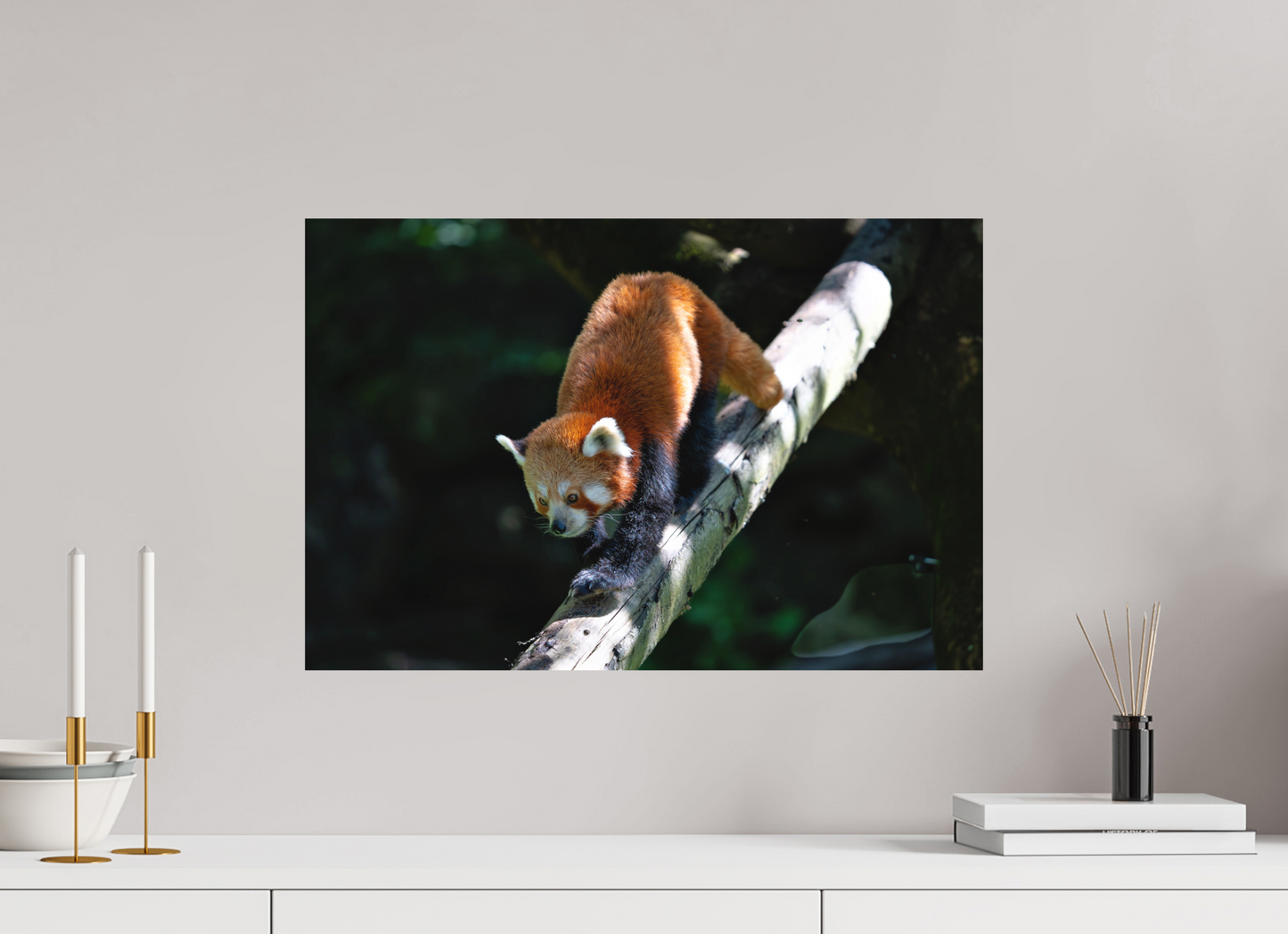 60 x 40 cm, Hahnemühle Photo Rag Bright White Roter Panda im Sonnenfleck