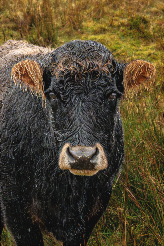 Main image Schottisches Rind im Regen
