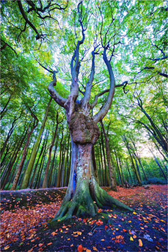 Main image Der Wächter des Gespensterwaldes