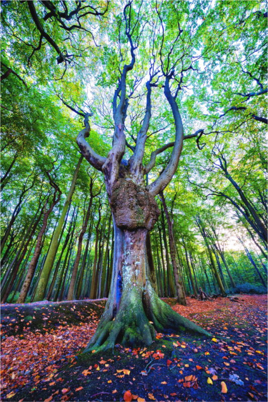 Main image Der Wächter des Gespensterwaldes