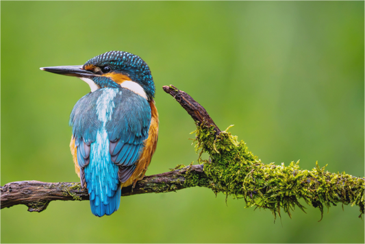 Main image Eisvogel in Symmetrie