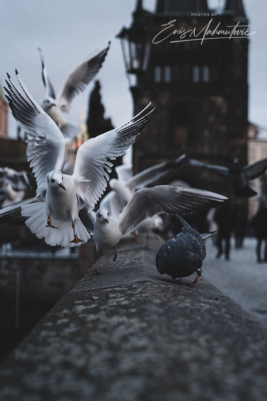 Cityfly