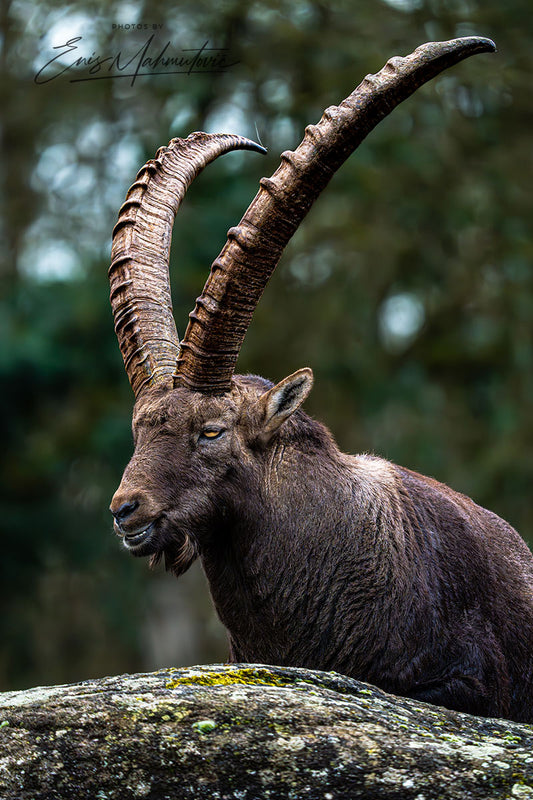 Wildlife