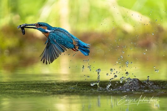 Eisvogel