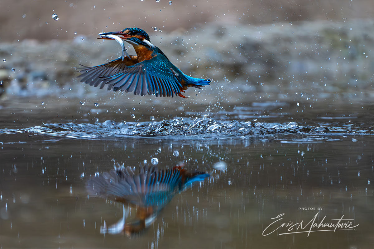 Fly
