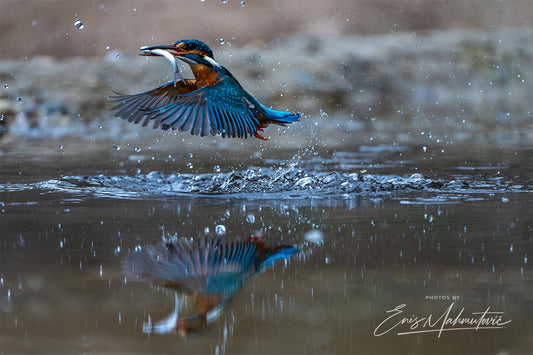 Fly
