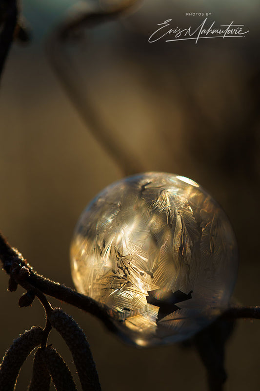 Frozen Gold
