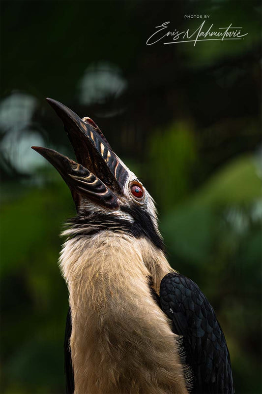 Tokos