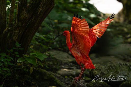 Ibis
