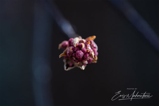 Rosa Winter