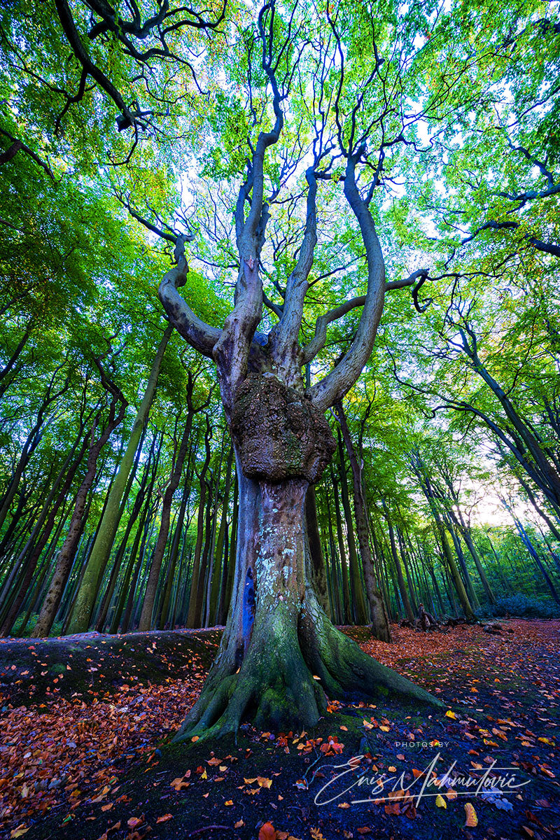 Tree of life