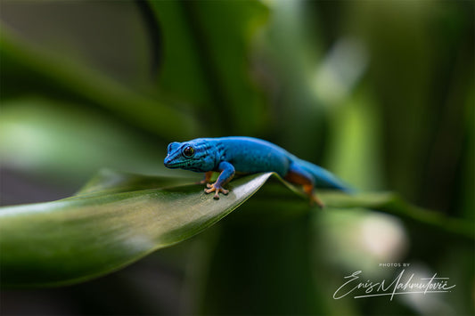 Zwergtaggecko