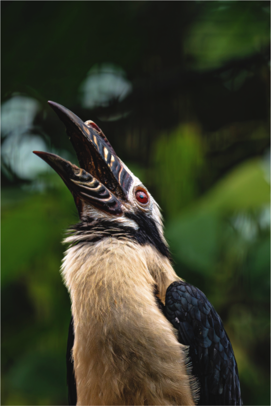 Main image Ruf des Hornvogels