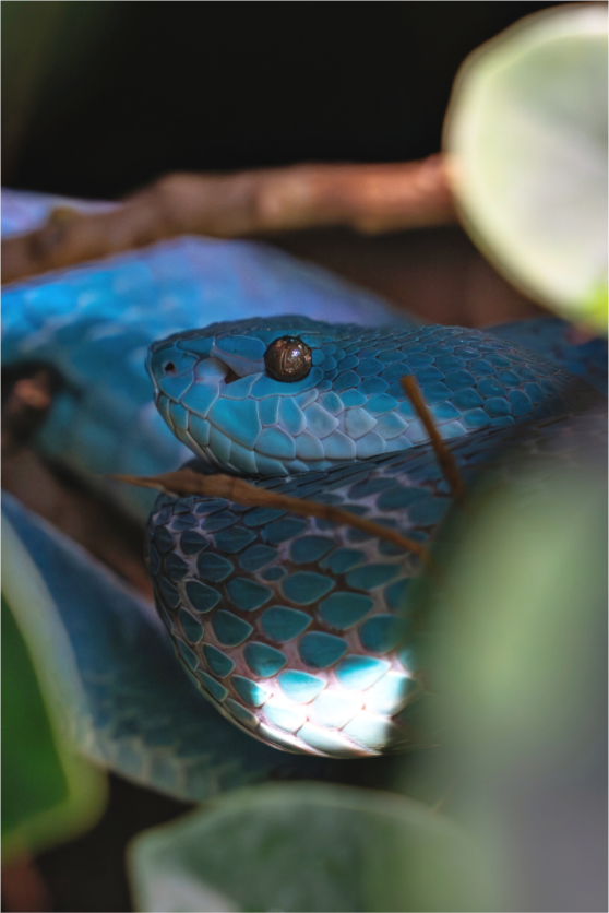Main image Viper im Verborgenen