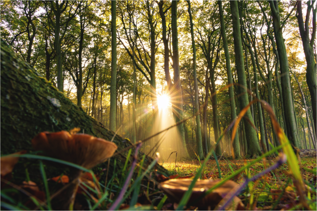 Main image Sonnenstrahl im Gespensterwald