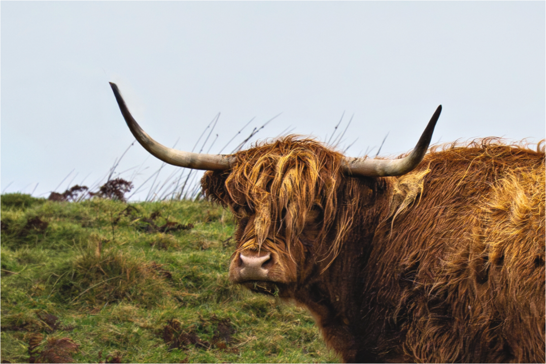 Main image Highland Cow