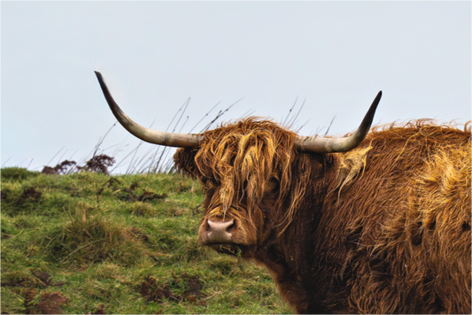 Main image Highland Cow