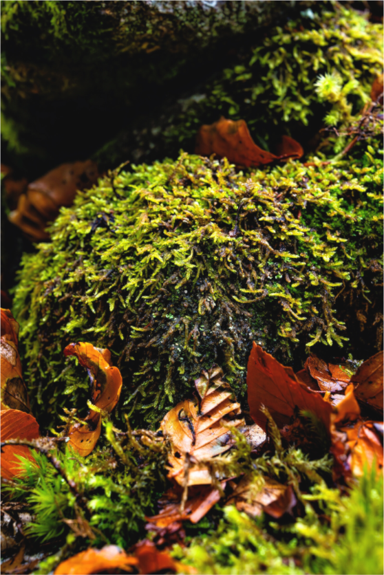 Main image Schottischer Herbst