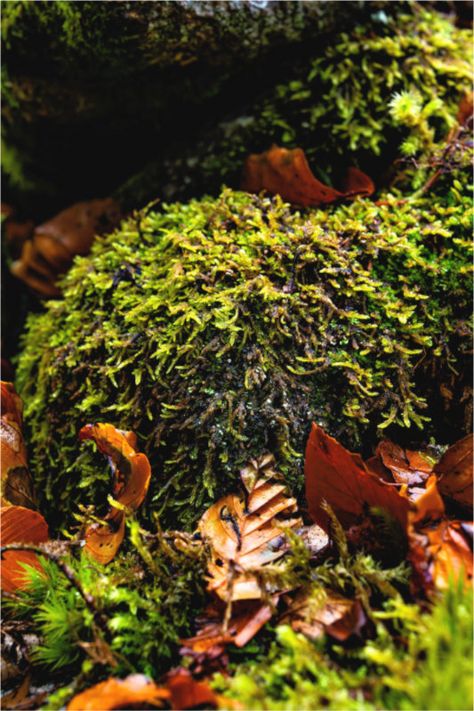 Main image Schottischer Herbst