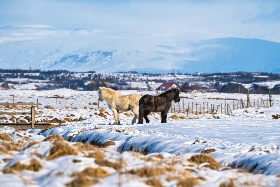 Main image Winterruhe – Islandpferde im Schneeland