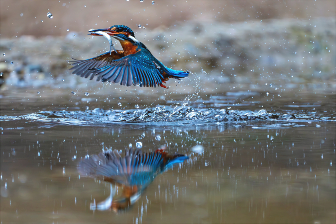 Main image Jagdspiegelung des Eisvogels