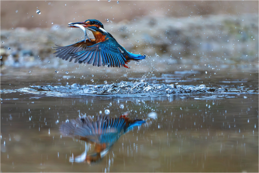 Main image Jagdspiegelung des Eisvogels