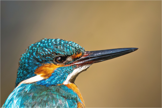 Main image Eisvogel im Portrait