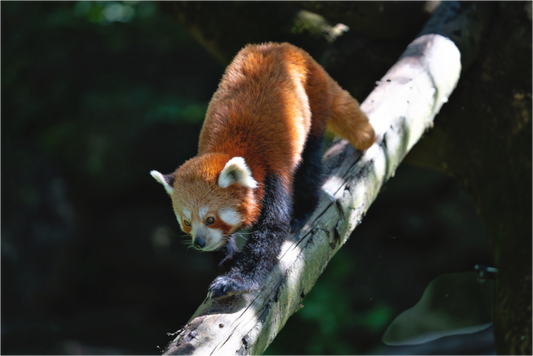 Main image Roter Panda im Sonnenfleck