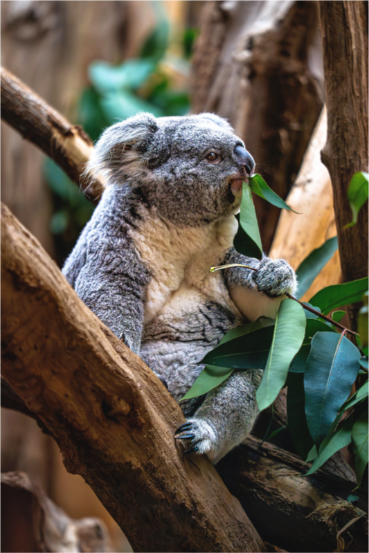 Main image Koala in der Mittagspause