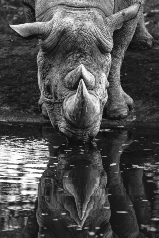 Main image Stilles Trinken am Wasserloch